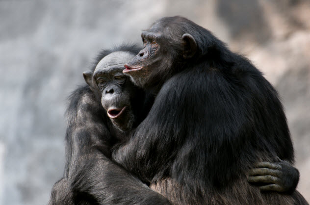1-chimps_000005745380_Small
