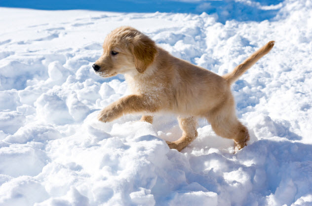 10-dog-in-snow_000014993709_Small