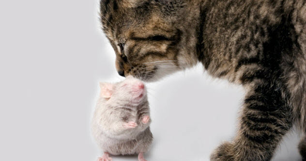 10b-cat-mouse-friendship_000003035479_Small