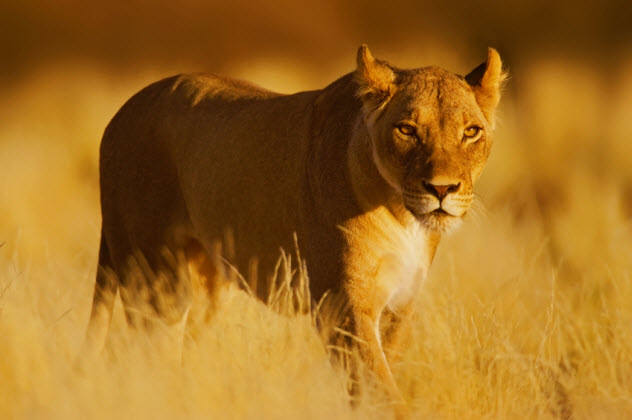 2-lioness_000001559870_Small