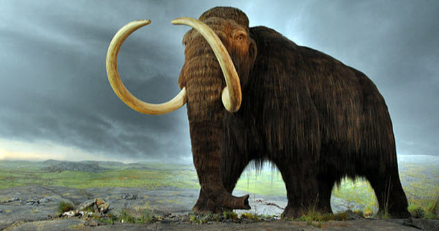 2-woolly-mammoth