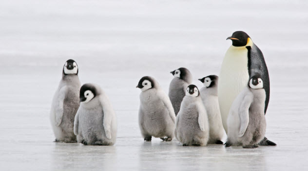 5-penguins_000011385874_Small