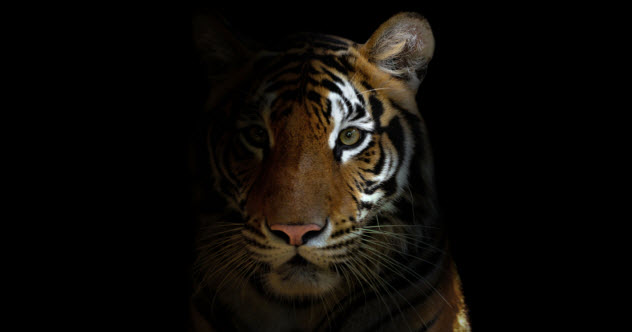 5a-feature-tiger-head_000047864138_Small