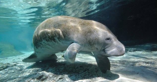 6a-feature-manatee_000016866110_Small