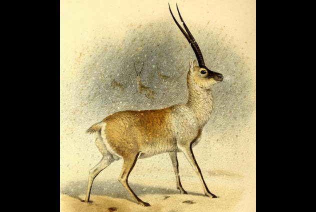 6a-tibetan-antelope
