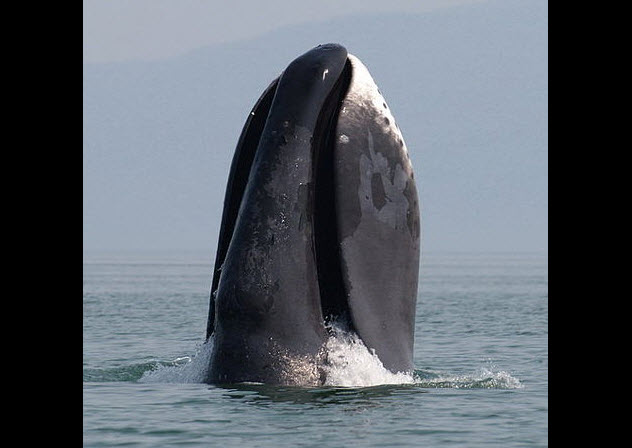 7-bowhead-whale