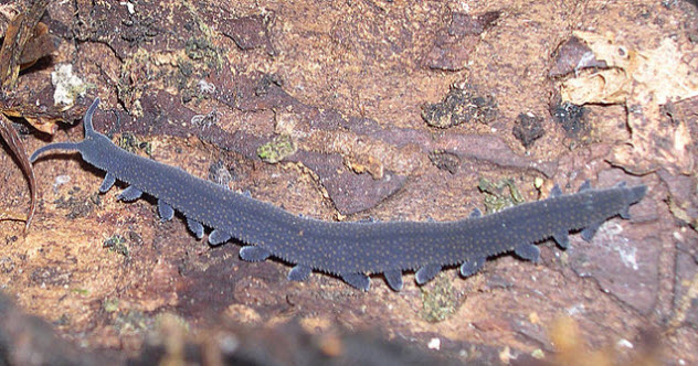 10 Weird Facts About The Incredible Velvet Worm - 14