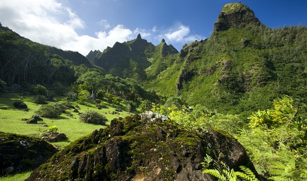Botanical gardens in Hawaii.