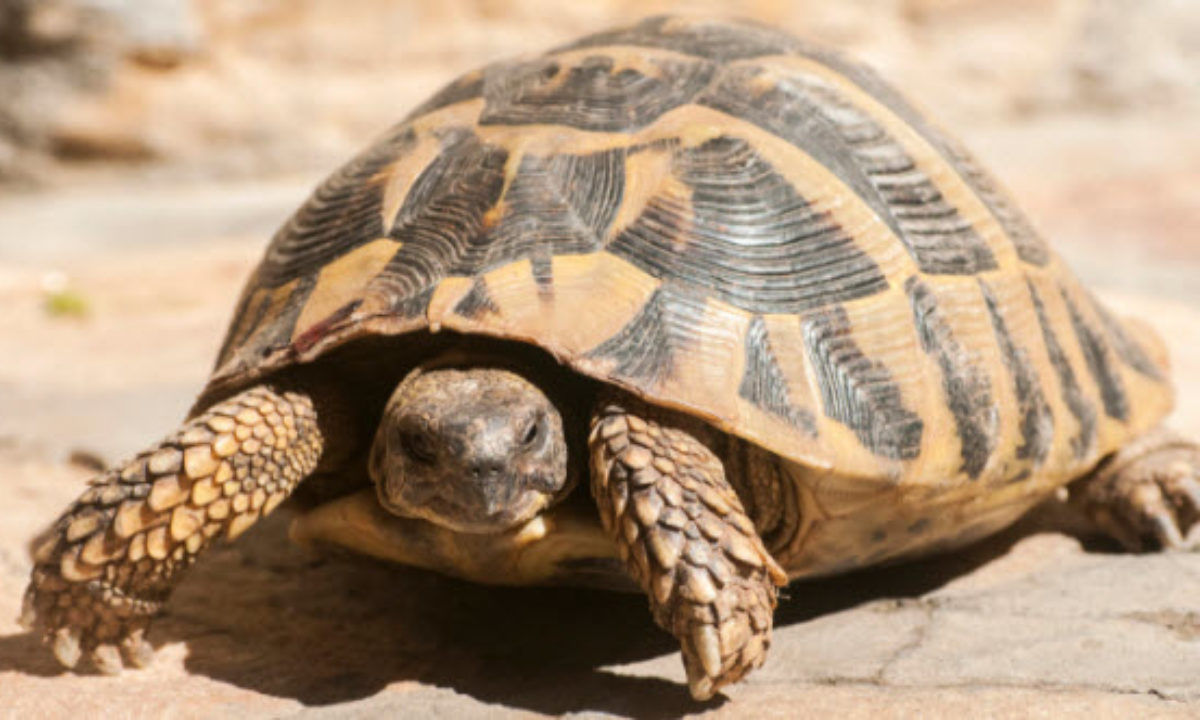 10 Facts About Amazing Turtles And Tortoises - Listverse