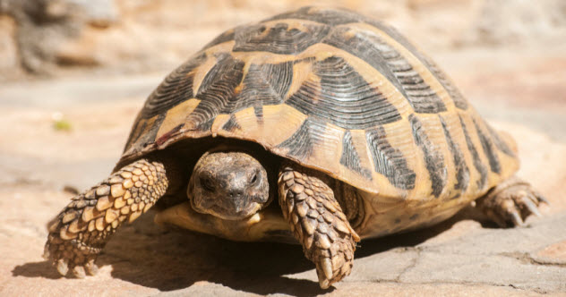 10 Facts About Amazing Turtles And Tortoises Listverse