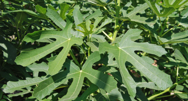 7-fig-leaves_000007630301_Small