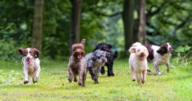 7-fleeing-dogs_000021826875_Small