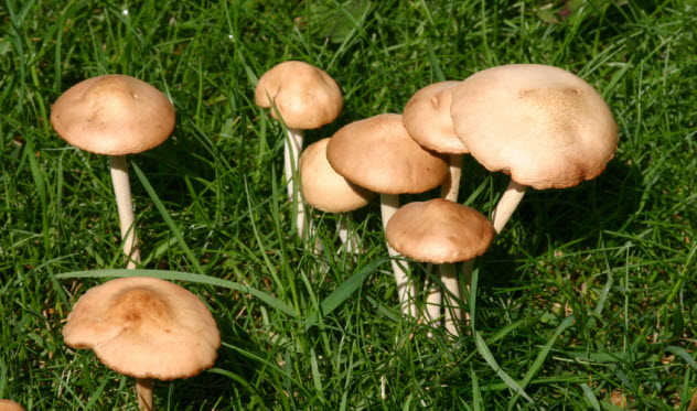 9-mushrooms_000000364087_Small