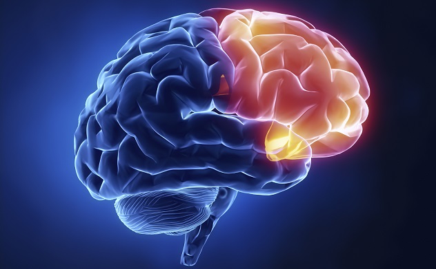 Frontal lobe - Human brain in x-ray view