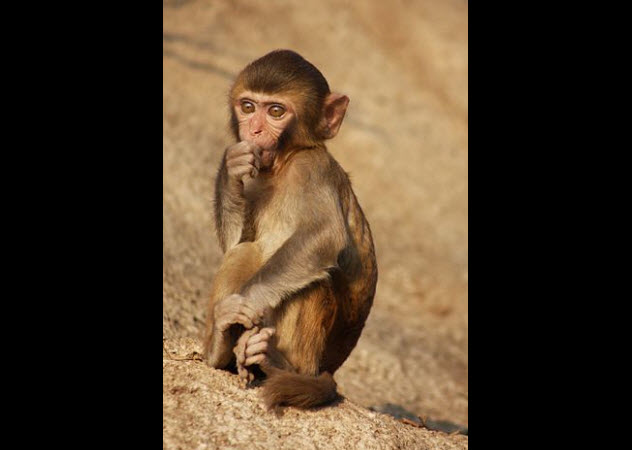 4-rhesus-monkey