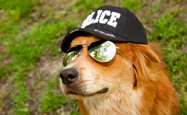 6-police-dog_000019851708_Small