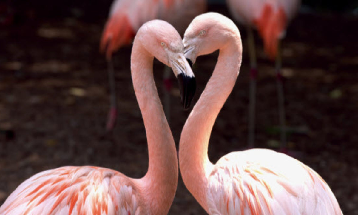 10 Surprising Bird Mating Rituals - Listverse