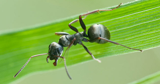 1-Formica_fusca-ant