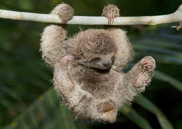 1-three-toed-sloth_000054475736_Small