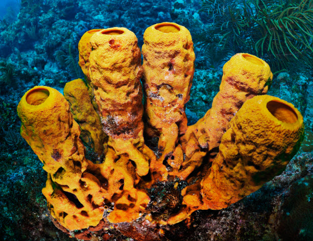 10-sea-sponge_000019588164_Small