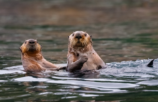 Sea Otters , British Columbia