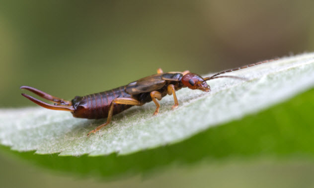 5-earwig_000075511611_Small