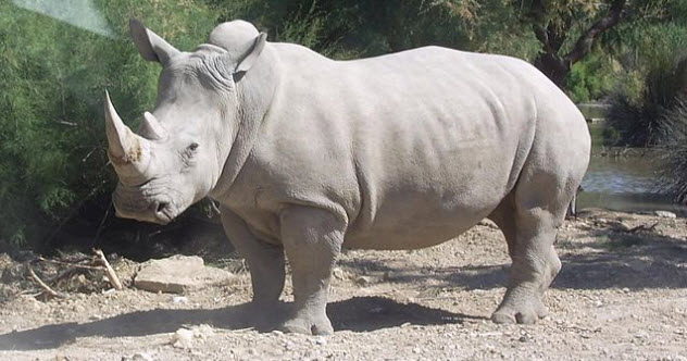 8-white-rhino