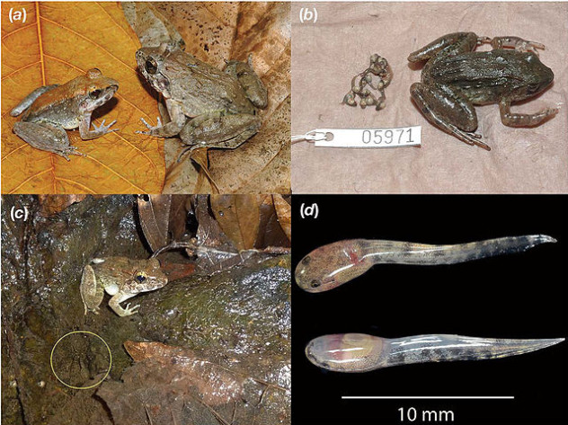 Limnonectes_larvaepartus_-_a_fanged_frog_that_gives_birth_to_tadpoles