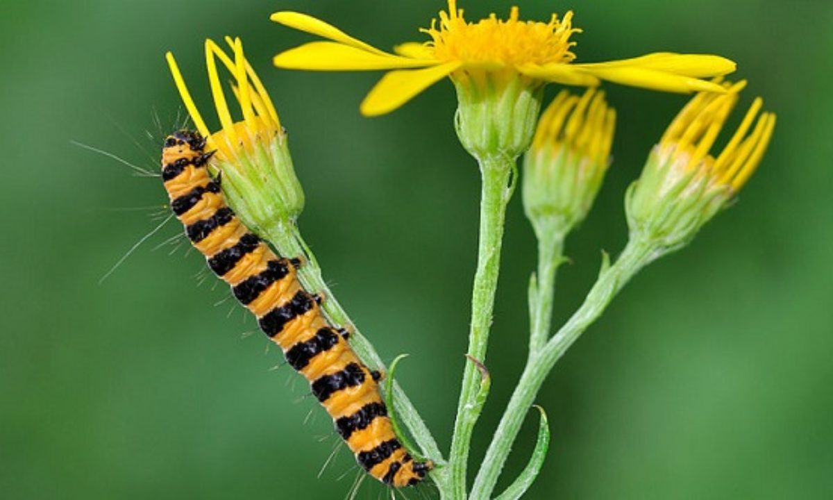 20 Intriguing Strategies In The War Between Plants And Bugs ...