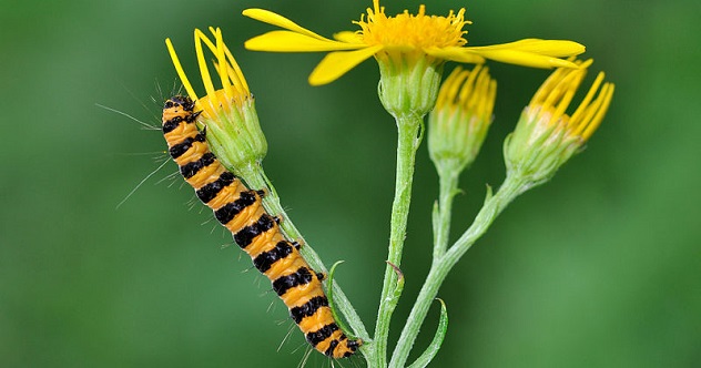 10 Intriguing Strategies In The War Between Plants And Bugs - 93