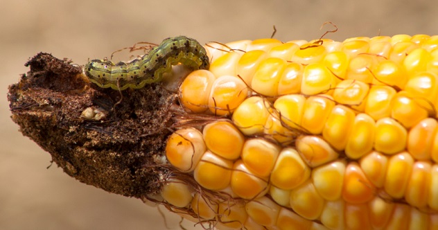 A worm eating the corn