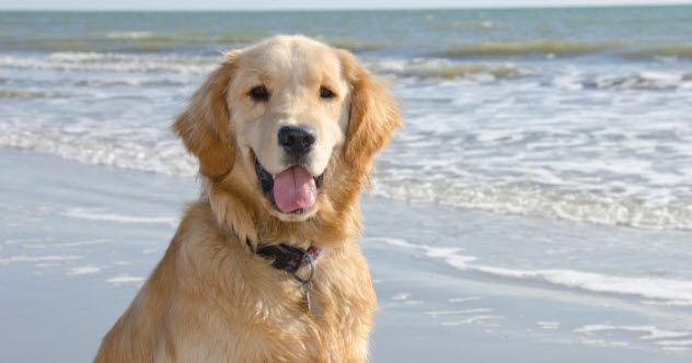 feature-2-golden-retriever_000054899630_Small