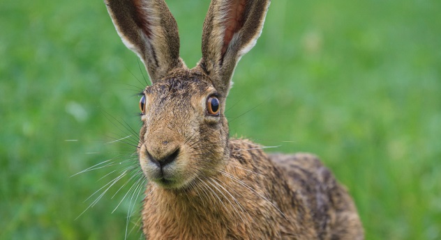 hare rabbit
