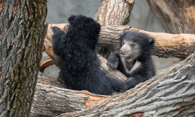 Sloth bear cubs