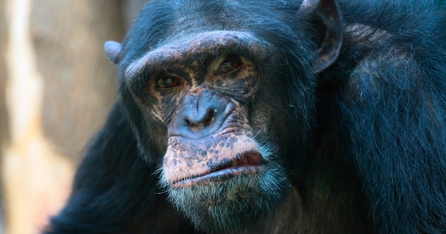 mean chimp