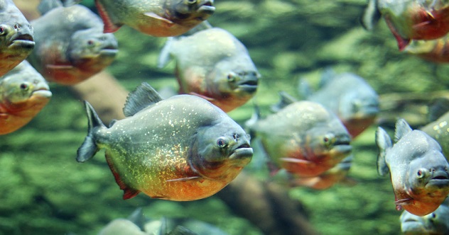 flock of piranhas swim nature wildlife