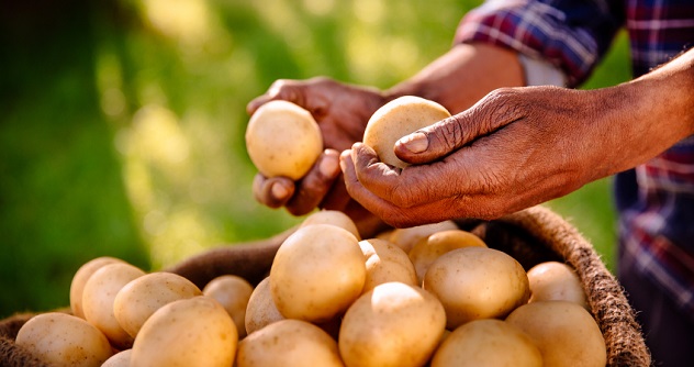Clean nutritious potatoes from a healthy farm