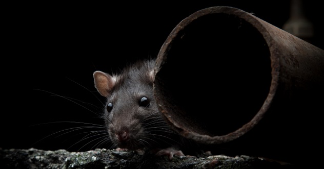 rat mouse
