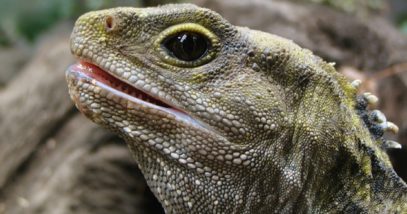 10 Facts About The Most Interesting Reptile In The World - Listverse