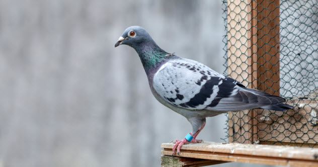 10-carrier-pigeon_000021499126_Small