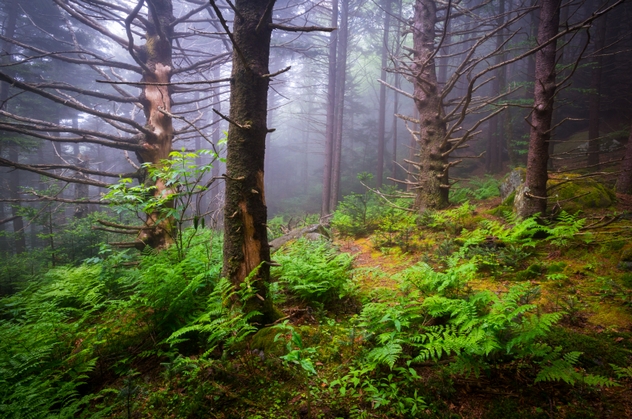 Scenic Forest Hiking Appalachian Trail North Carolina Nature Lan