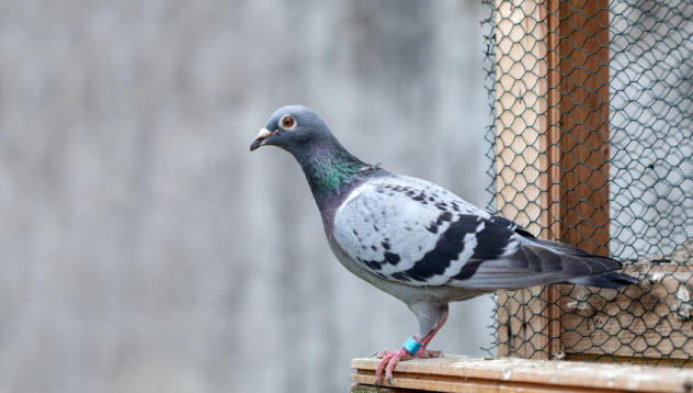 4-carrier-pigeon_000021499126_Small