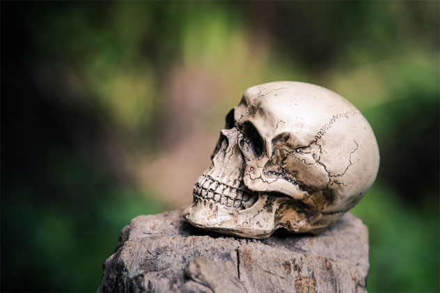 skull human on dried wood