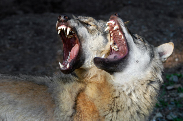7-angry-wolves_000004446151_Small