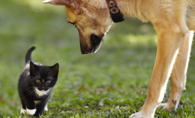 7-cat-and-dog_000056879964_Small