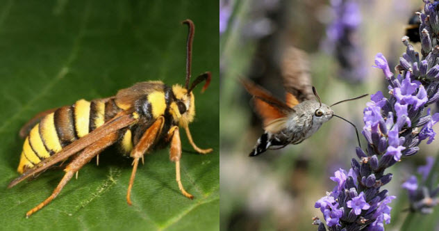 9-hornet-moth-hummingbird-hawk-moth