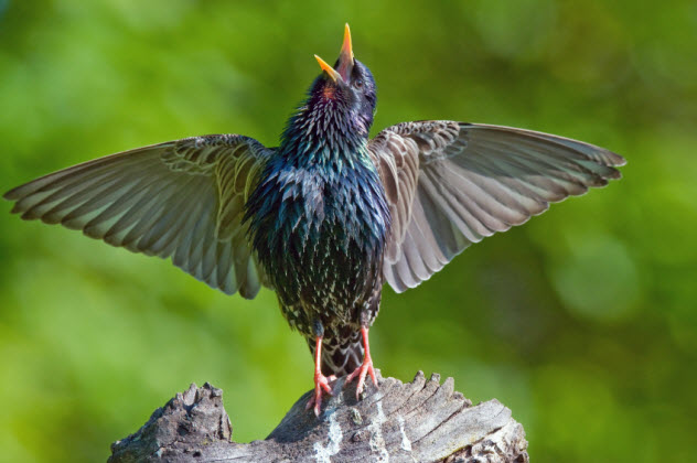 9-starling-singing-like-a-diva_000038233380_Small