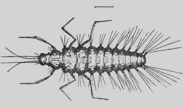 Sisyridae larva