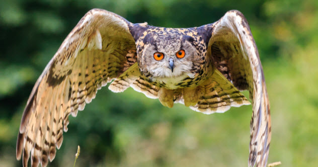 +-flying-owl_000042863856_Small