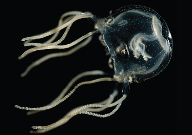10-box-jellyfish
